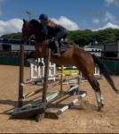 16.2hh Riding Gelding