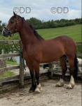 Reggie, 14.3hh Gelding