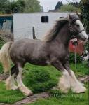 Filly