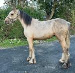 Yearling Shire x Colt