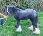 Blackjack, Colt
