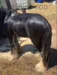 Blackjack, Colt