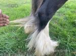 Blackjack, Colt
