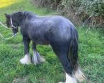 Blackjack, Colt