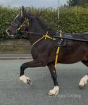 Welsh Section C Driving Colt