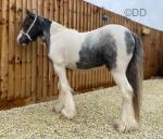 3 year old blue and white miniature cob colt, 11.1hh (44.5"), ride and drive. Ideal child's pony, not a bad bone in his body! Extremely well mannered, picks all his feet up, ties up anywhere all day long, happy to just do genuinely everything. He's done some side line work too, little bit out on the bow top wagons as well. General hacks being ridden and even some lead rein work for the young children. Perfect under saddle, ideal "my first pony". 