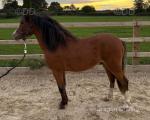 Welsh Section A Yearling Colt