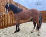 Welsh Section A Yearling Colt