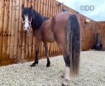 Welsh Section A Yearling Colt