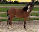 Welsh Section A Yearling Colt