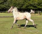 Yearling Filly