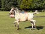 Yearling Filly