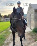 TB Gelding and Mare
