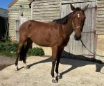 TB Gelding and Mare
