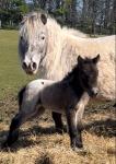 Sweetie, Filly