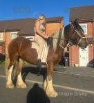Bruno 2 year old standing at 14hh. Sire the Governor and grandchild to the Cruiser. Stepping cob. 