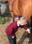 16hh Thoroughbred Mare
