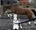 16hh Thoroughbred Mare