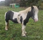 11hh Mare