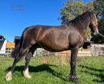 WPB Filly in Foal 