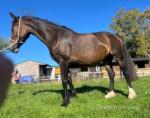 WPB Filly in Foal 