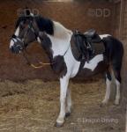 14hh Riding Gelding 