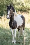 14hh Riding Gelding 