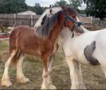 Clydesdale x Yearling Colt