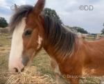 Clydesdale x Yearling Colt