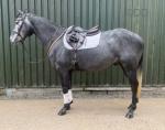 Smithy, 16hh Riding Gelding 