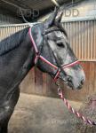 Smithy, 16hh Riding Gelding 