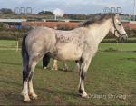 3 Year Old Irish Draught Filly