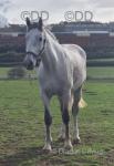 3 Year Old Irish Draught Filly