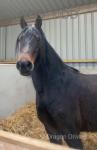 Mai, 14.2hh Welsh Section D Mare in Foal