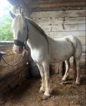 14hh Mare
