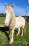 14hh Mare