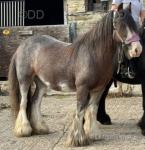 13hh Mare