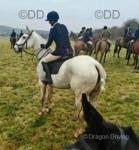 17hh ID Riding Mare