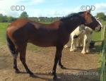 Gunner - 16.2hh 14 year old bay gelding. Big strapping lad, more ride than drive but has driven in the past. 