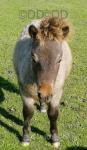Colt Foal