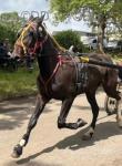 3 year old pacer gelding, quiet as they come to box, shoe, etc... Done all the drives, been to Appleby. 