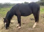 Yearling Welsh Section C Colt