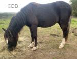 Yearling Welsh Section C Colt