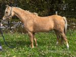 13hh Welsh Section B Riding Mare