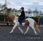 Freddie, 14.3hh Riding Gelding 