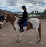 Freddie, 14.3hh Riding Gelding 