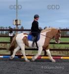 Freddie, 14.3hh Riding Gelding 