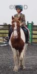 Freddie, 14.3hh Riding Gelding 