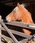 Ffynnonbach Gwens-Rose, 11.2hh Mare