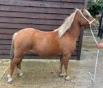 Ffynnonbach Gwens-Rose, 11.2hh Mare